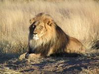 Leões e tigres ocupavam diferentes habitats dentro da mesma área geográfica.