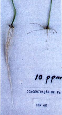 As diferenças nos comprimentos das raízes dos três genótipos testados em soluções com 0,56mg/litro de ferro sugerem a presença de grande variabilidade genética; nessas condições, sem excesso de