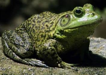 Lithobates catesbeianus