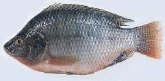 Na comunidade indígena Potiguara foram processadas duas espécies de peixes, tilápia nilótica (O. niloticus) e carpa comum (C.