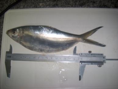 As espécies escolhidas pelos pescadores da praia de Lucena para o processamento e beneficiamento, capturadas na localidade, foram a sardinha (Opisthonema oglinum), tainha (Mugil incilis) e pescadinha