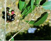 Frutos numerosos, ovóides, carnosos, negroarroxeados, de 2 a 3 cm de comprimento, que possuem uma única semente.