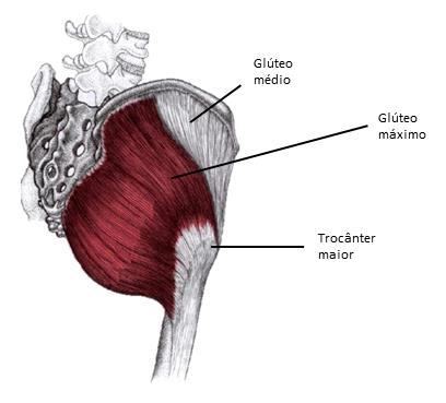 Introdução 36 Figura 6 Vista posterolateral do músculo glúteo máximo (Fonte: material do autor).