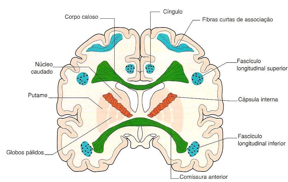 SUBSTÂNCIA BRANCA DO HEMISFÉRIO CEREBRAL FIBRAS COMISSURAIS CORPO CALOSO: CONECTA REGIÕES CORRESPONDENTES DO NEOCÓRTEX DOS DOIS HEMISFÉRIOS CEREBRAIS COMISSURA ANTERIOR: CONECTA GIROS TEMPORAIS