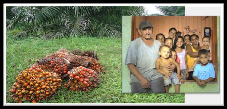 Projeto de palma da ADM 15 Parceria com +270 famílias Projeto iniciado em 2010, primeiras plantações