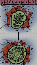 TIPOS DE EPITÉLIO - GLANDULAR CLASSIFICAÇÃO: Quanto a presença ou ausência de ducto: - Exócrinas: Mantém a conexão com o epitélio do qual se originam.