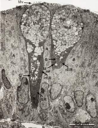 TIPOS DE EPITÉLIO - GLANDULAR CLASSIFICAÇÃO: Quanto ao número de células: -