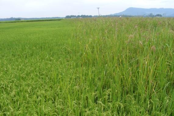 plantas daninhas Redução na produtividade: até 100%