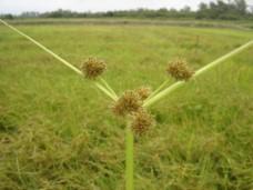 herbicidas Tiririquinha