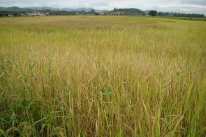 Arroz-vermelho: Prejuízos econômicos Dano