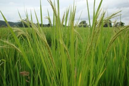 100 mil T de arroz/ano Valor econômico: 64