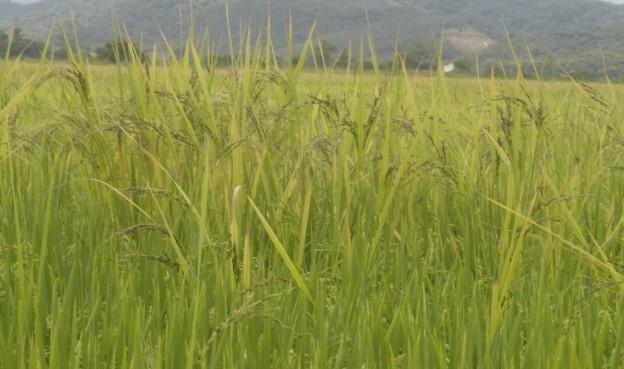 da cadeia produtiva do arroz irrigado: Novas tecnologias para o manejo de plantas daninhas e arroz-vermelho O arroz LL resistente ao
