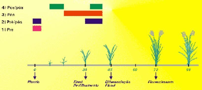 Controle de plantas daninhas de folhas estreitas Figura: Estratégias para controle de plantas