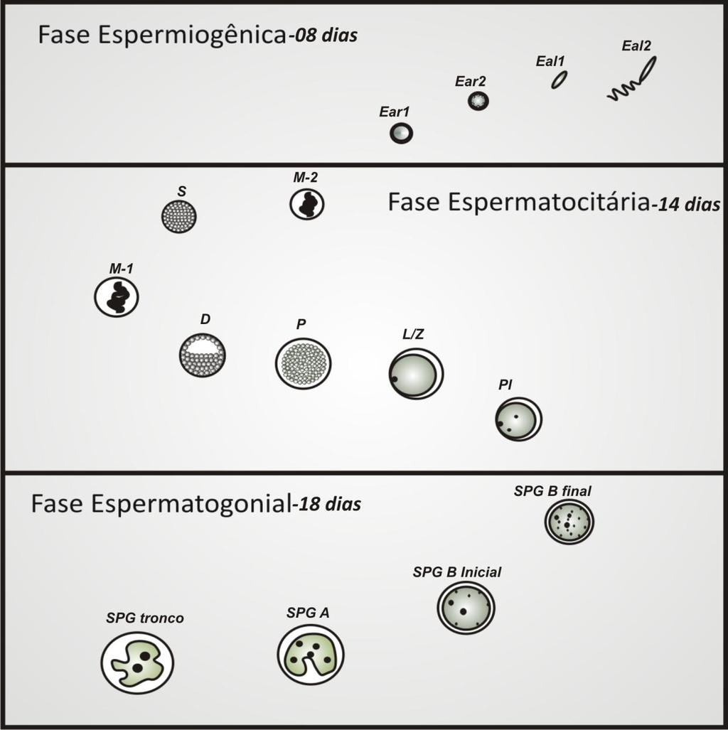 Figuras e tabelas Figura 9 Processo Espermatogênico em rã-touro investigado no presente estudo.