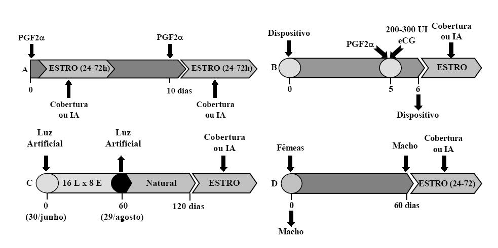 Figura 5. Programas de sincronização de estro com prostaglandinas (A), indução de estro com hormônios (B), luz artificial (16 horas de luz X 8 horas escuro; C) e efeito macho (D). Explicação no texto.