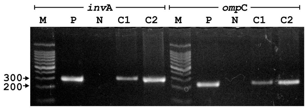 Figura 1. Produtos de reações de PCR com primers para detecção dos genes inva e ompc separado em gel de agarose obtido por eletroforese horizontal, corados por GelRed e observados em transiluminador.