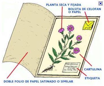 Exsicatas são normalmente guardadas num herbário.