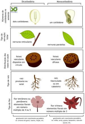 Folhas das dicotiledôneas x gramíneas (Família Poaceae) Limbo Pecíolo Ramo