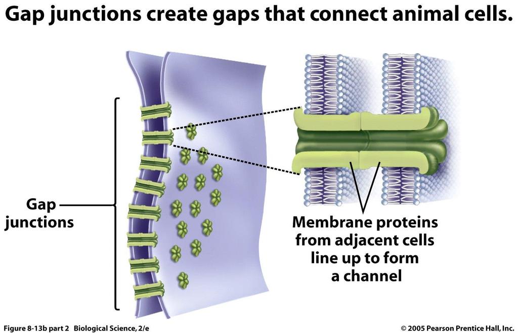 Gap junctions