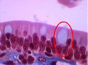 Glândula Unicelular: célula caliciforme Células cilíndricas com aparência de cálices, que sintetizam e secretam muco, presentes nos revestimentos epiteliais simples