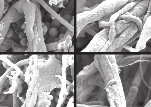 148 Biota Neotrop., vol. 9, no. 3 Louzada, G.A.S. et al. a 5 µm c 5 µm 10 µm 20 µm Figura 1. Eletromicrografia de varredura das interações entre Trichoderma spp.