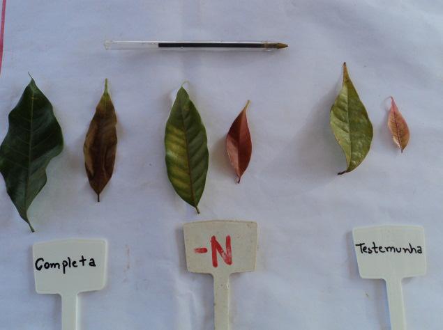 Posteriormente, esses sintomas foram observados também nas folhas jovens. Essas mostraram-se pequenas, com coloração vermelho-pálidas (Figura 1).