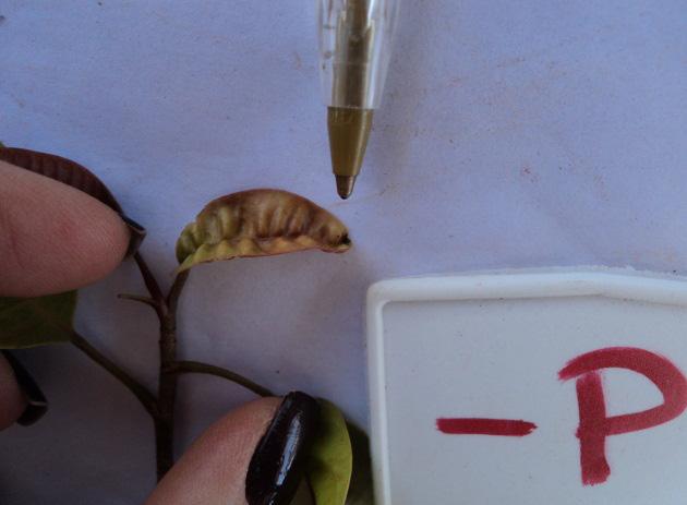 (1994) também observaram manchas verde-limão nas folhas velhas e encarquilhamento nas folhas jovens de mudas de cupuazeiro cultivadas em solução nutritiva com omissão de P. Figura 3.