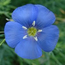 Linum