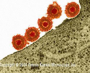 1. Adsorção União do vírus ao receptor celular Receptores: proteínas, carboidratos ou lipídeos na