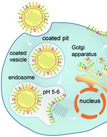2. Penetração Endocitose mediada por receptor: vírus envelopados Após adsorção Membrana da célula forma uma vesícula ao redor do vírus