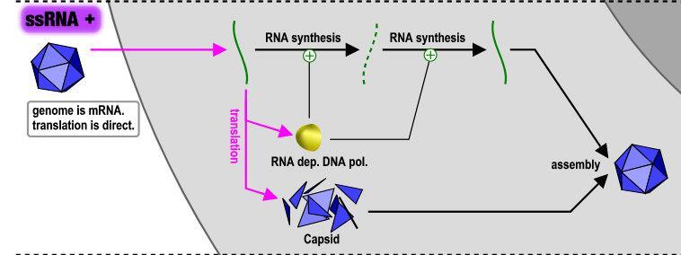 4. Replicação Vírus com genoma RNA simples fita (RNA ss) polaridade positiva (+) Atuar como RNAm tradução síntese de proteínas Atuar como molde para síntese de uma