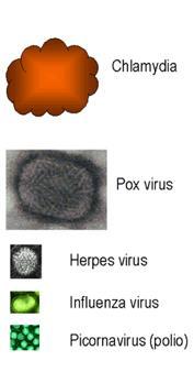 Características dos vírus Extremamente pequenos, não