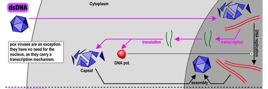 4. Replicação Vírus com genoma DNA dupla fita (DNA ds) DNA ds duplicação