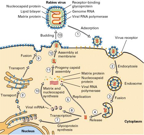 6. Liberação de vírus envelopados: Brotamento Vírus adquire o envelope da membrana celular com as glicoproteínas virais inseridas glicoproteínas na membrana Proteínas se associam ao