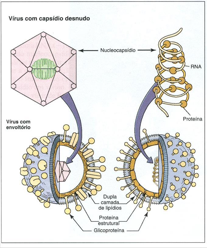 Estrutura de um vírion: (a) (b) Estrutura da partícula viral: (a) (b) Vírus não envelopado: