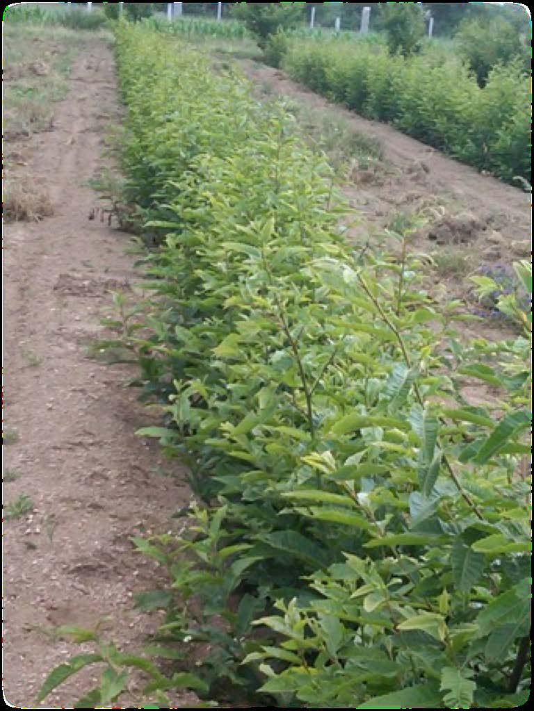 Multiplicação vegetativa Permite-nos obter plantas iguais às plantasmãe, uma vez que utilizamos partes dessa mesma