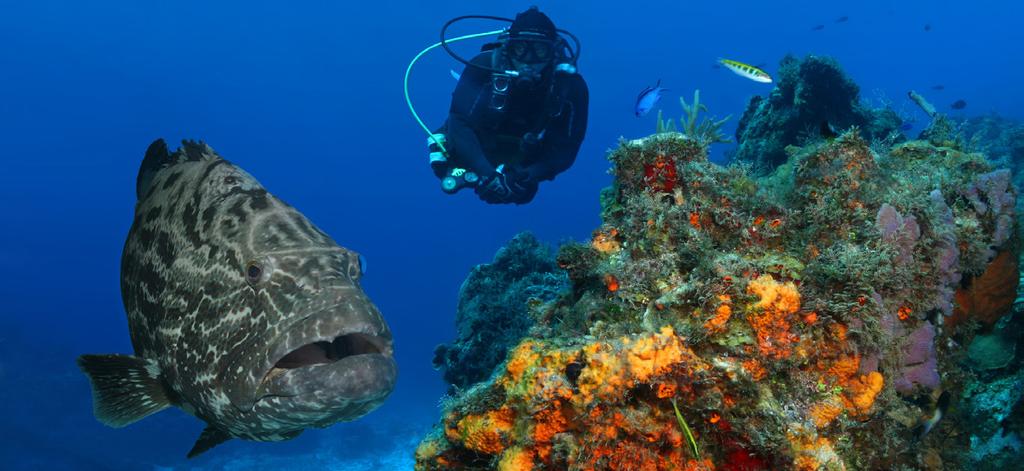 MERGULHO Uma das atividades aquáticas preferidas pelos turistas é mergulhar para admirar o maior Sistema de Arrecifes Mesoamericano do mundo, que está espalhado em mais de 70 lugares do litoral da