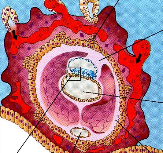 Surgimento do mesoderme extra-embrionário Mesoderma SOMÁTICO extra-embrionário: reveste o citotrofoblasto e cobre o âmnio Pedículo do embrião Celoma extra-embrionário Saco vitelino definitivo
