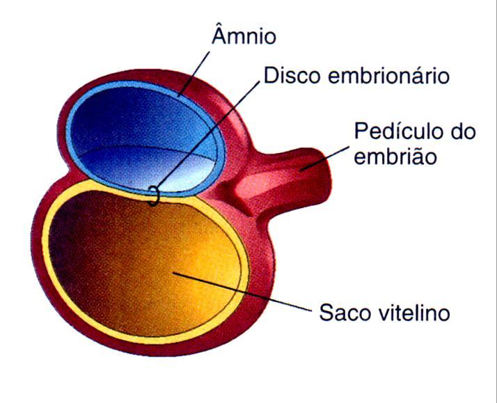 Disco embrionário BILAMINAR