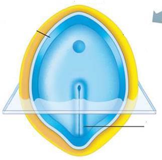 Disco germinativo bilaminar Borda cortada do âmnio Membrana bucofaríngea Epiblasto Nó