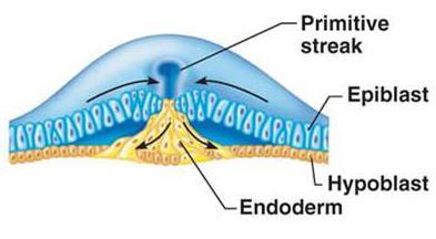 Formação do endoderma intra-embrionário Células do epiblasto