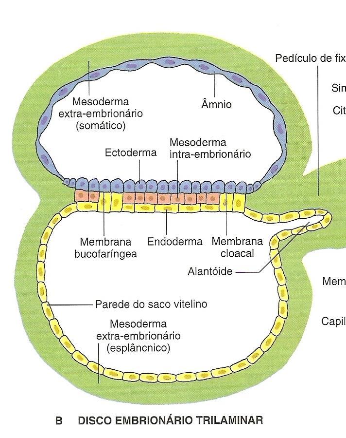 Áreas em que NÃO há