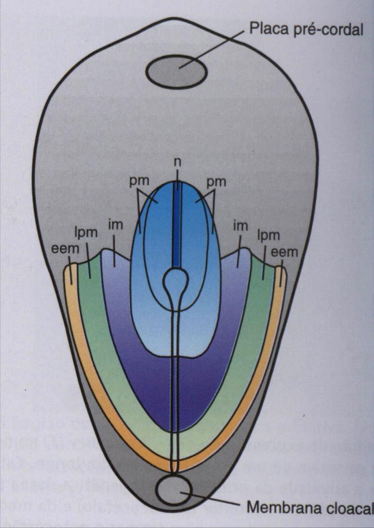 Mapa de destino NOTOCORDA (n) MESODERME PARAXIAL (pm) MESODERME