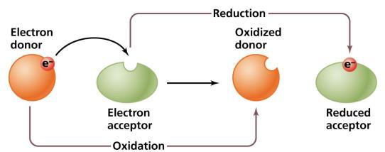 Reação de Óxido-Redução (Redox) Reação de Óxido-Redução (Redox) No organismo, os elétrons estão associados aos átomos de hidrogênio dos