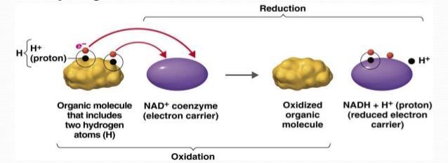 (Redutor) Doador de Elétrons Redução Oxidado A oxidação biológica se dá pela desidrogenização dos substratos (enzimas desidrogenases) (Oxidante)