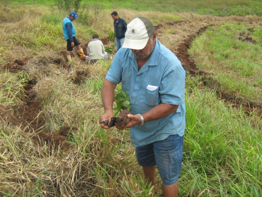 Restauração florestal estimula a geração de renda e a restauração ecológica a partir