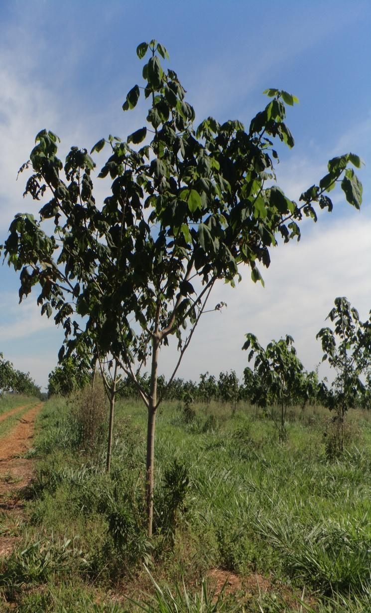 URT ILPF Fazenda Guarantã Juara, MT ILPF: