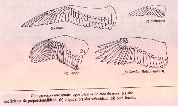 Tipos de asas A) asas de planeio dinâmico alto coeficiente de proporcionalidade (longas e estreitas). Ex:aves marinhas (albatrozes e atobás).