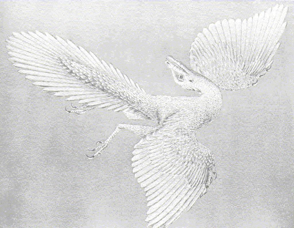 Primeiras aves Archaeopteryx lithographica Ave mais antiga conhecida.