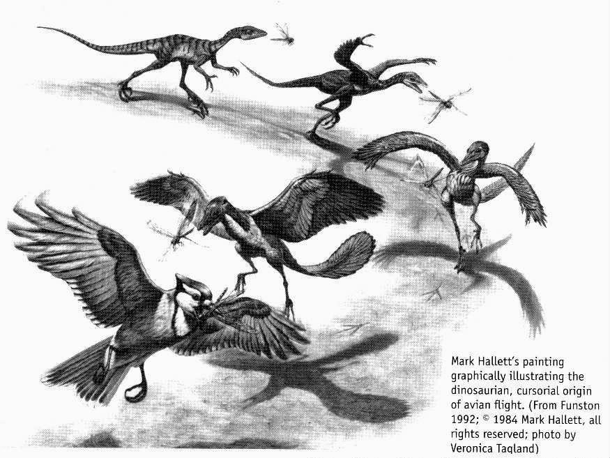 Origem do vôo Hipótese terrestre (ground up) Ancestrais das aves: maniraptores (dinosauros terópodes) Estágios intermediários: dinosauros cursoriais